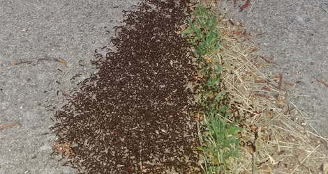 Ant Control & Extermination Services