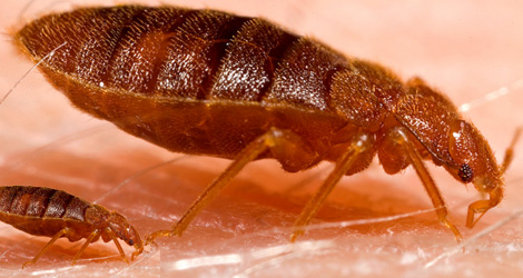 Reliable Fleas Extermination