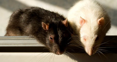 Mice & Rats Control & Removal