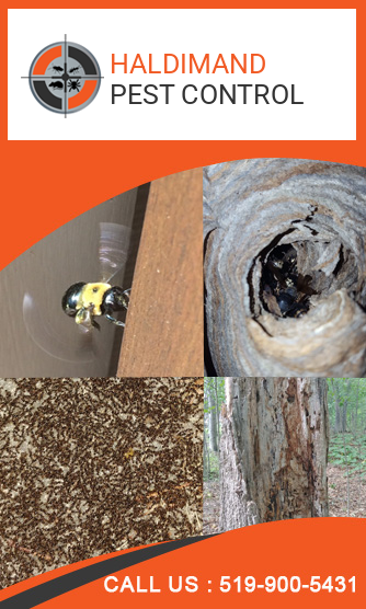 Pest control in Haldimand County - call 519-900-5431